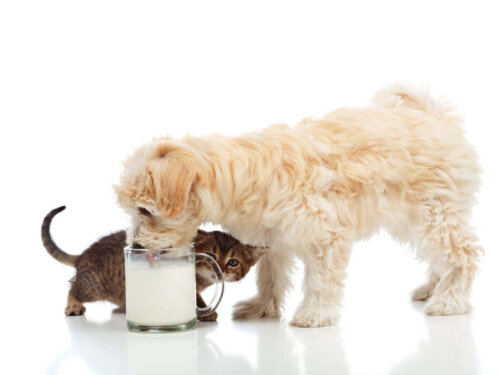 Eksempel på, at hunde kan drikke mælk