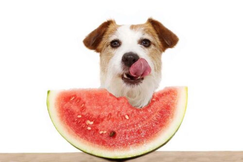 Hund slikker sig om mund foran vandmelon