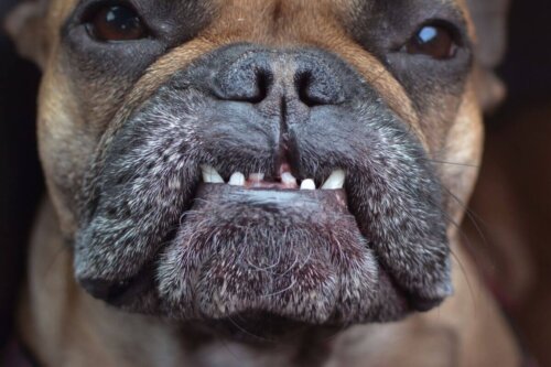 Hund med tandfejl bider forkert