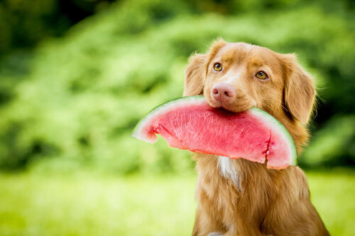 Hund spiser vandmelon