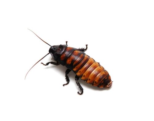 En kakerlak