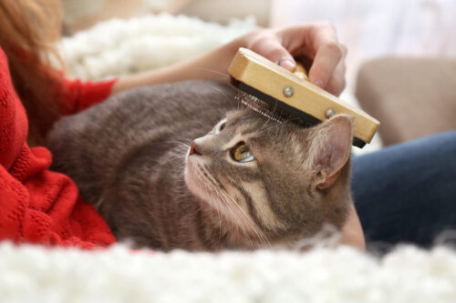Kat børstes som en del af pleje af kattes hud