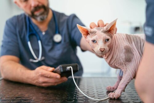 Dyrlæge tjekker for smerter hos katte