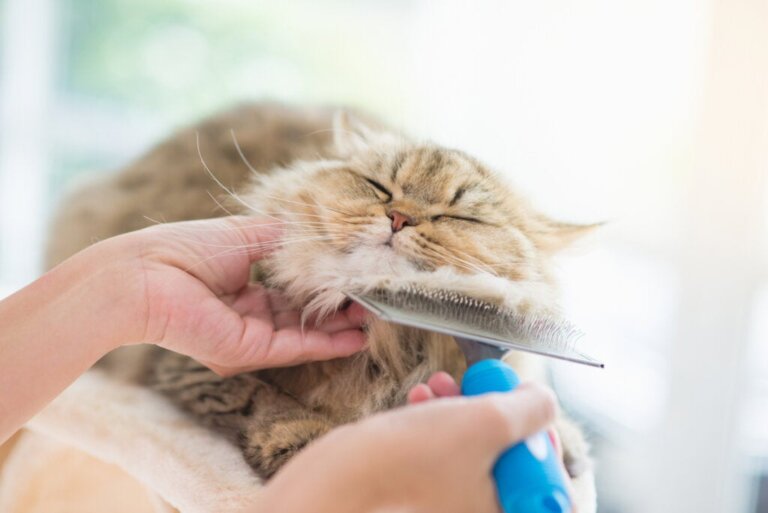 4 tips til pleje af kattes hud