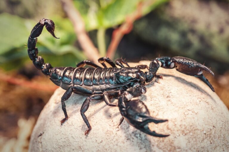Hvad spiser skorpioner?