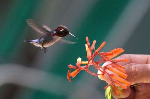Kolibri flyver hen til blomst