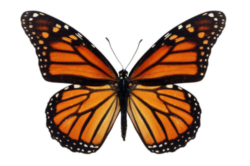 Monark sommerfugl