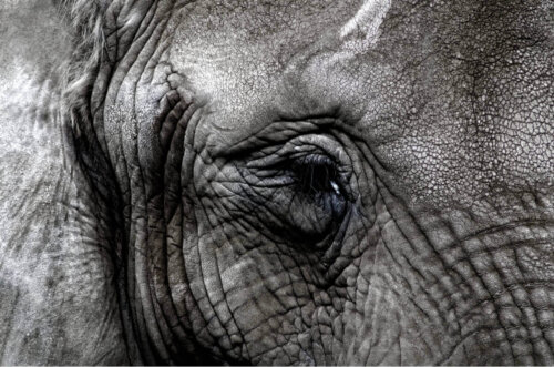 Nærbillede af en elefant