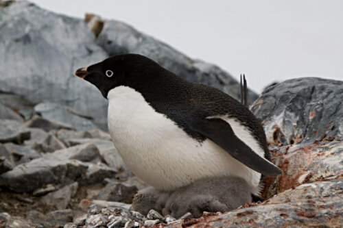 Pingvin på rede med unger