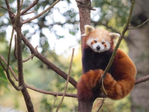 Rød panda i træ