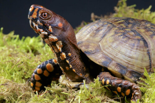 En skildpadde