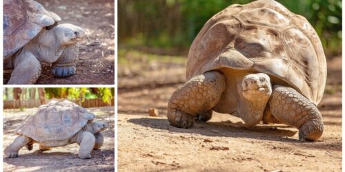Tre billeder af skildpadder