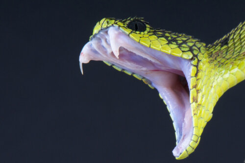 Slange med åben mund kan føre til slangebid