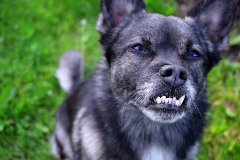 Tandfejl hos hunde: Årsager, konsekvenser og behandlinger