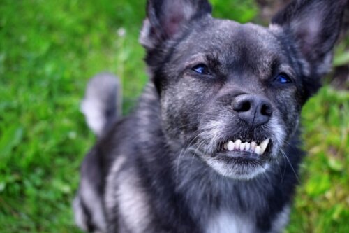 Tandfejl hos hunde: Årsager, konsekvenser og behandlinger
