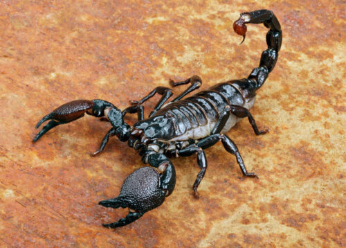 En sort skorpion