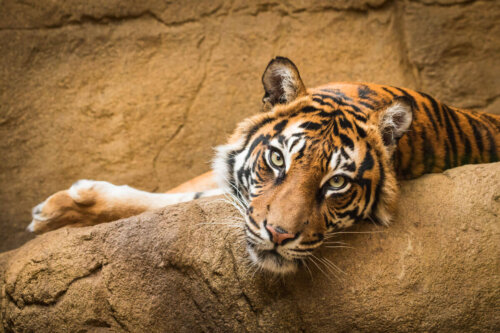 En tiger hviler sig