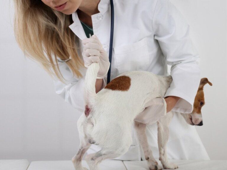 Perianale tumorer hos hunde: Symptomer og behandling