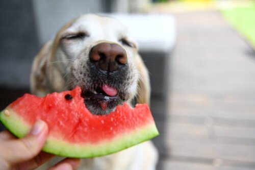 Vandmelon til hunde