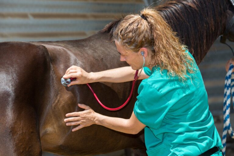 Hvad er adenitis hos heste?