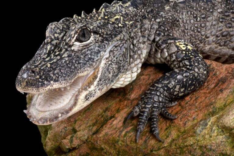 Kinesisk alligator: Levested og kendetegn