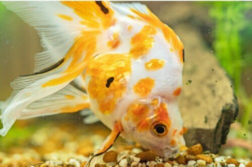 Aggressiv guldfisk