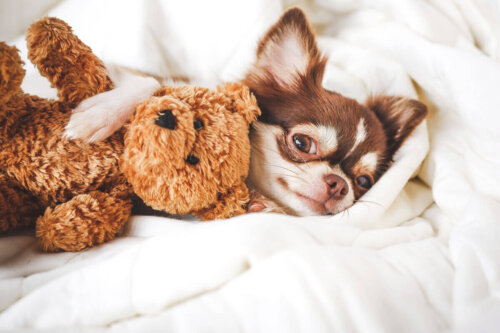 Chihuahua med bamse i seng