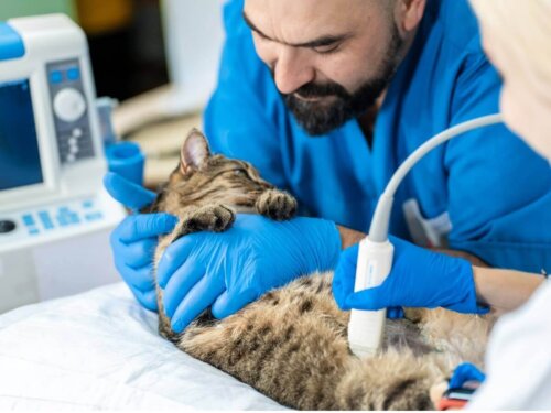 Dyrlæge undersøger kat, som er blevet steriliseret