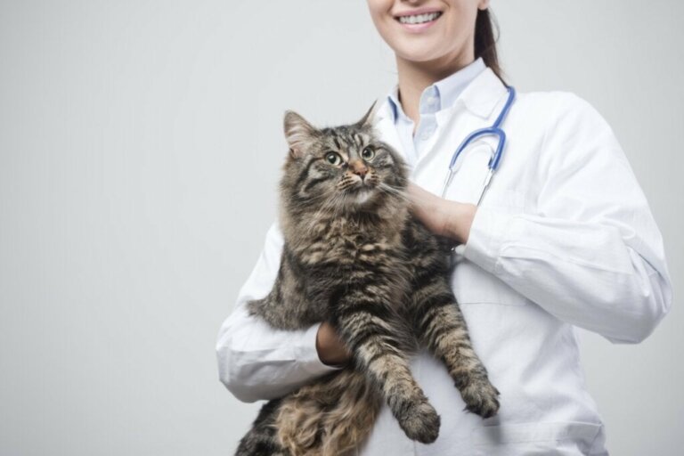 Inflammatorisk tarmsygdom hos katte: Symptomer og behandling