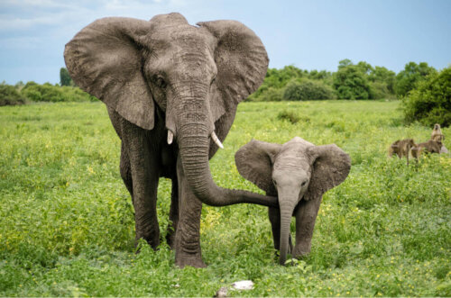 Elefant med unge er eksempel på en af de bedste mødre i dyreriget