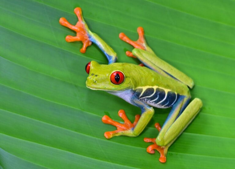De 12 smukkeste dyr i Costa Rica
