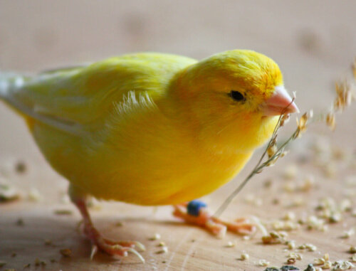 En gul fugl spiser