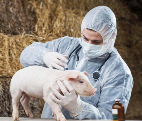 Dyrlæge tjekker for sygdomme hos svin