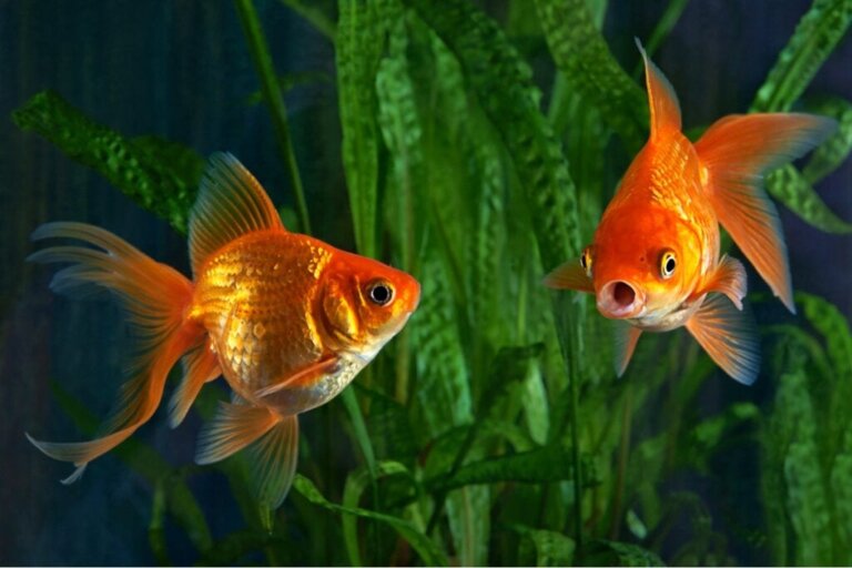 Hvad forårsager en aggressiv guldfisk?
