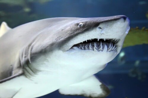 Der er mange interessante fakta om hajer