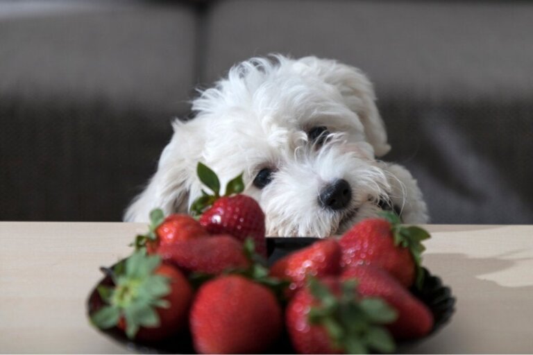 Ved du, om hunde kan spise jordbær?