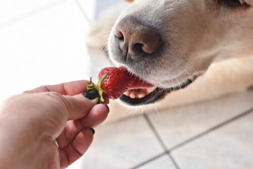Eksempel på, at hunde kan spise jordbær