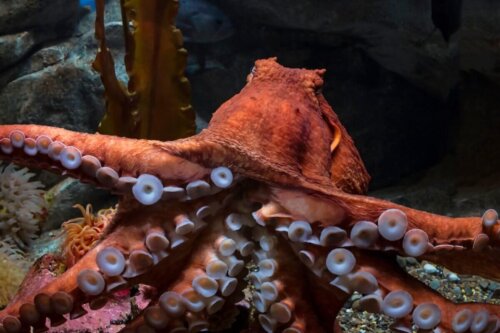 Orange kæmpeblæksprutte