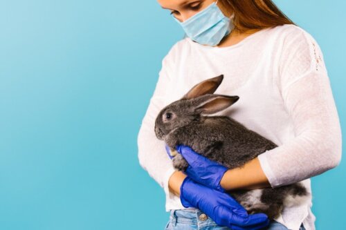 Dyrlæge tjekker, om en kanin er syg