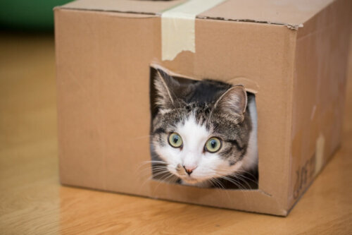 Kat skal føde og gør en kasse klar til det