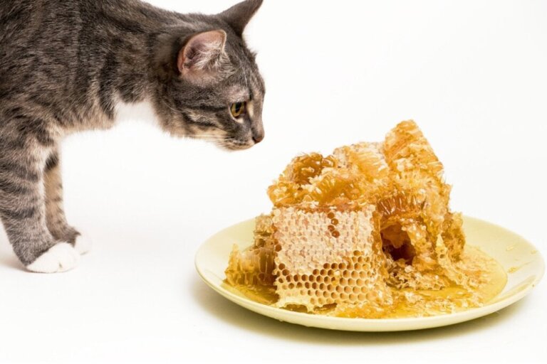 Er honning til katte tilrådeligt?
