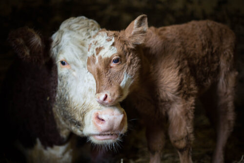 Ko med kalv er eksempel på nogle af de bedste mødre i dyreriget