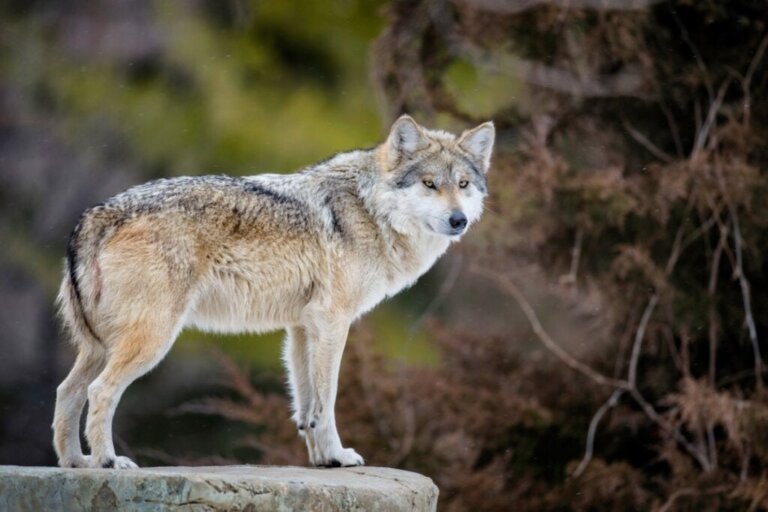Hvorfor er den mexicanske ulv i fare for at uddø?