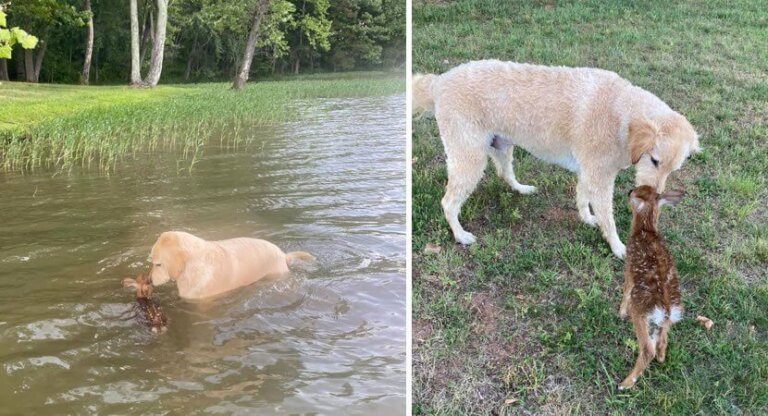 En modig hund redder et druknende hjortekid