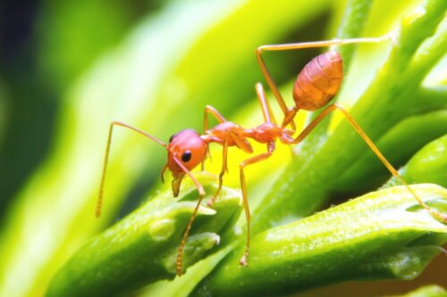 Myre på blad