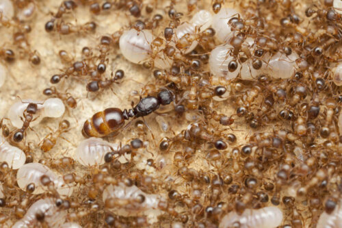 Myrer arbejder sammen, og myrer sover sjældent