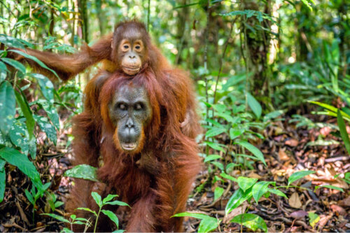 Orangutang med unge på ryggen
