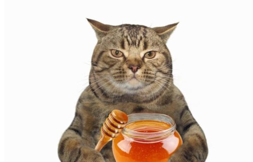 Overvægtig kat med honning