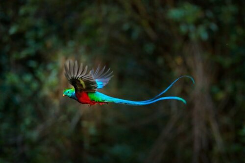Quetzal er et af de smukkeste dyr i Costa Rica
