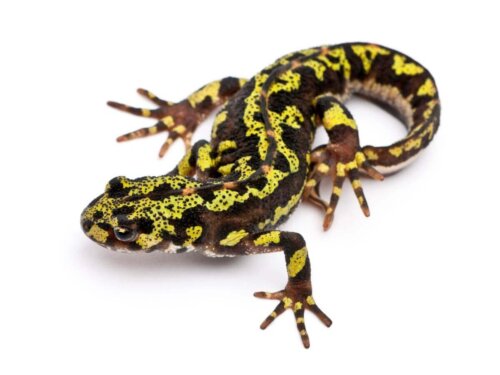 En gul salamander